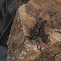 Phaulacridium vittatum (Wingless Grasshopper) at Holt, ACT - 13 Aug 2021 by MattFox