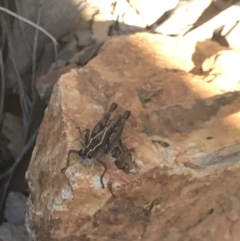 Phaulacridium vittatum at Holt, ACT - 13 Aug 2021 03:24 PM