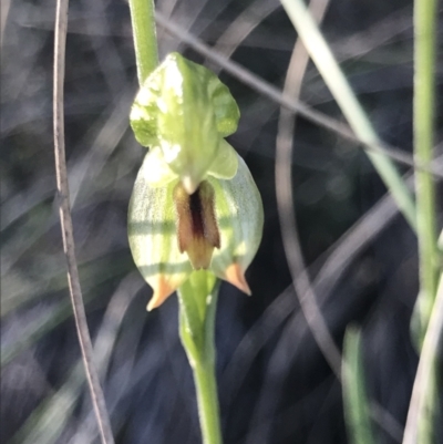 Bunochilus umbrinus (Broad-sepaled Leafy Greenhood) at Aranda Bushland - 13 Aug 2021 by MattFox