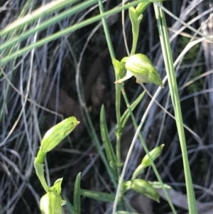 Bunochilus umbrinus (ACT) = Pterostylis umbrina (NSW) at suppressed - 13 Aug 2021