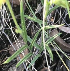 Bunochilus umbrinus (ACT) = Pterostylis umbrina (NSW) at suppressed - 13 Aug 2021