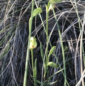 Bunochilus umbrinus (ACT) = Pterostylis umbrina (NSW) at suppressed - 13 Aug 2021