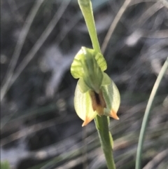 Bunochilus umbrinus (ACT) = Pterostylis umbrina (NSW) at suppressed - 13 Aug 2021