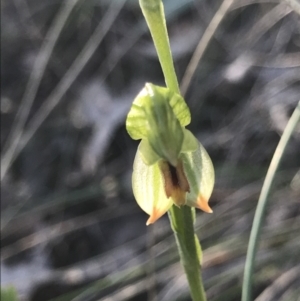 Bunochilus umbrinus (ACT) = Pterostylis umbrina (NSW) at suppressed - 13 Aug 2021