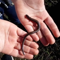 Hemiergis talbingoensis (Three-toed Skink) at Wanniassa Hill - 12 Aug 2021 by Liam.m