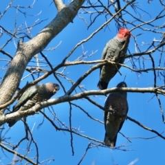 Callocephalon fimbriatum (Gang-gang Cockatoo) at Hughes, ACT - 13 Aug 2021 by LisaH