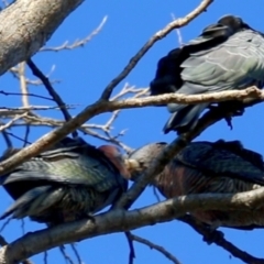 Callocephalon fimbriatum at Hughes, ACT - suppressed