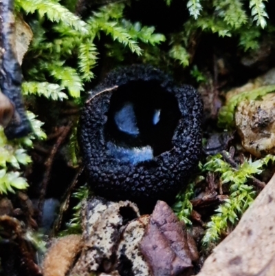 zz – ascomycetes - apothecial (Cup fungus) at Tidbinbilla Nature Reserve - 11 Aug 2021 by RobG1