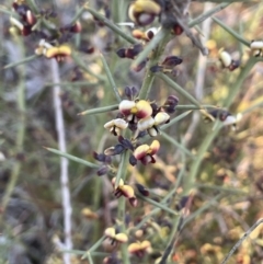 Daviesia genistifolia (Broom Bitter Pea) at Watson, ACT - 13 Aug 2021 by JaneR