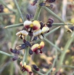 Daviesia genistifolia at Watson, ACT - 13 Aug 2021