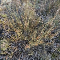 Daviesia genistifolia at Watson, ACT - 13 Aug 2021