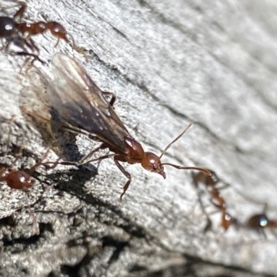 Papyrius nitidus (Shining Coconut Ant) at Macarthur, ACT - 13 Aug 2021 by RAllen