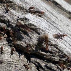 Papyrius nitidus at Macarthur, ACT - 13 Aug 2021