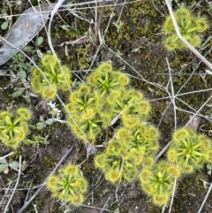 Drosera sp. (A Sundew) at Mount Majura - 13 Aug 2021 by JaneR