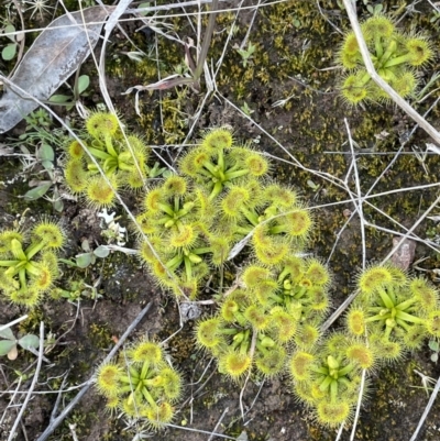 Drosera sp. (A Sundew) at Watson, ACT - 13 Aug 2021 by JaneR