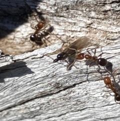 Papyrius sp. (genus) (A Coconut Ant) at Macarthur, ACT - 13 Aug 2021 by RAllen