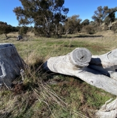 Papyrius sp. (genus) at Macarthur, ACT - suppressed