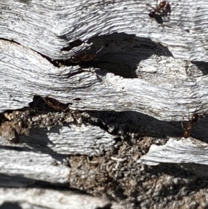 Papyrius sp. (genus) at Macarthur, ACT - suppressed