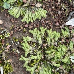 Fossombronia sp. (genus) (A leafy liverwort) at Mount Majura - 13 Aug 2021 by JaneR