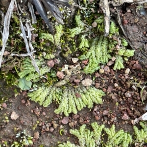 Fossombronia sp. (genus) at Watson, ACT - 13 Aug 2021