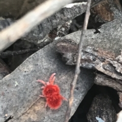 Trombidiidae sp. (family) (Red velvet mite) at Aranda, ACT - 13 Aug 2021 by MattFox