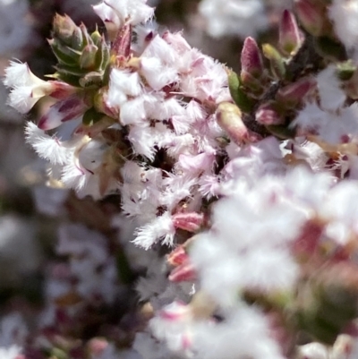 Leucopogon attenuatus (Small-leaved Beard Heath) at Tuggeranong DC, ACT - 13 Aug 2021 by RAllen