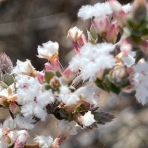 Leucopogon attenuatus at Tuggeranong DC, ACT - 13 Aug 2021