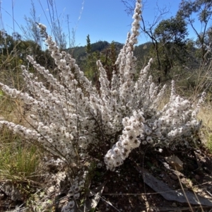 Leucopogon attenuatus at Tuggeranong DC, ACT - 13 Aug 2021