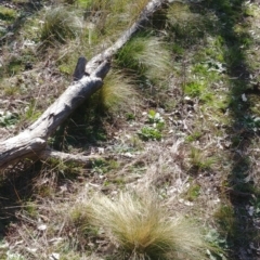 Nassella trichotoma (Serrated Tussock) at Hackett, ACT - 13 Aug 2021 by Avery