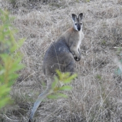 Notamacropus rufogriseus (Red-necked Wallaby) at Kambah, ACT - 13 Aug 2021 by HelenCross