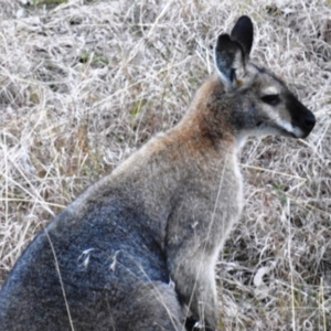 Notamacropus rufogriseus at Kambah, ACT - 13 Aug 2021