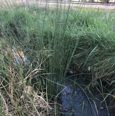 Juncus (genus) (A Rush) at Belconnen, ACT - 12 Aug 2021 by Dora