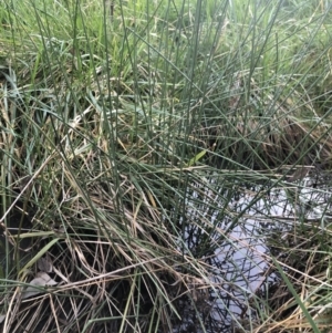 Juncus sp. at Belconnen, ACT - 12 Aug 2021 05:03 PM