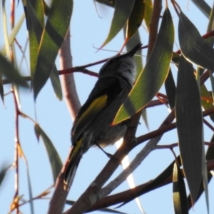 Phylidonyris pyrrhopterus at Tuggeranong DC, ACT - suppressed