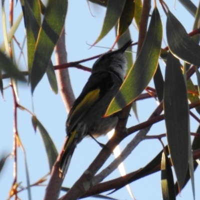 Phylidonyris pyrrhopterus (Crescent Honeyeater) at Lions Youth Haven - Westwood Farm A.C.T. - 13 Aug 2021 by HelenCross