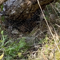 Tachyglossus aculeatus (Short-beaked Echidna) at Wanniassa Hill - 13 Aug 2021 by RAllen