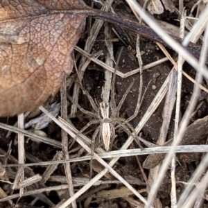 Oxyopes sp. (genus) at Murrumbateman, NSW - 11 Aug 2021