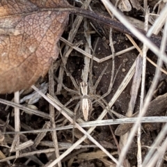 Oxyopes sp. (genus) (Lynx spider) at Murrumbateman, NSW - 11 Aug 2021 by SimoneC