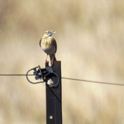 Anthus australis (Australian Pipit) at Kambah, ACT - 13 Aug 2021 by HelenCross