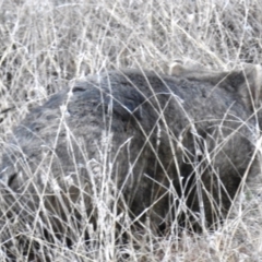 Vombatus ursinus (Common wombat, Bare-nosed Wombat) at Lions Youth Haven - Westwood Farm - 13 Aug 2021 by HelenCross