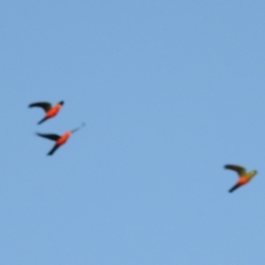 Alisterus scapularis (Australian King-Parrot) at Lions Youth Haven - Westwood Farm A.C.T. - 13 Aug 2021 by HelenCross