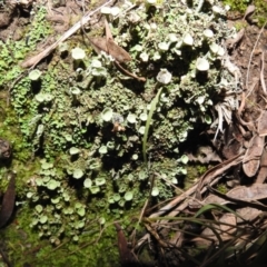 Cladonia sp. (genus) (Cup Lichen) at Lions Youth Haven - Westwood Farm - 13 Aug 2021 by HelenCross