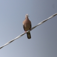 Spilopelia chinensis (Spotted Dove) at Wodonga, VIC - 13 Aug 2021 by KylieWaldon