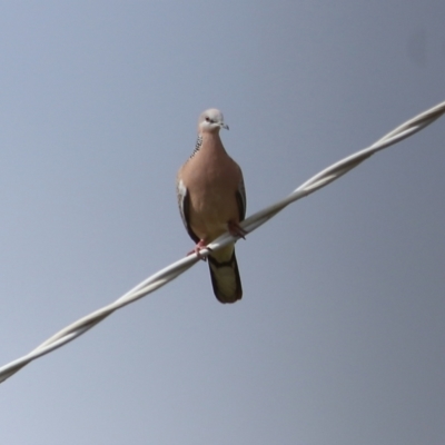 Spilopelia chinensis (Spotted Dove) at Wodonga - 13 Aug 2021 by Kyliegw