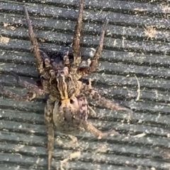 Miturgidae (family) (False wolf spider) at Murrumbateman, NSW - 11 Aug 2021 by SimoneC