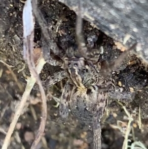 Miturgidae (family) at Murrumbateman, NSW - 11 Aug 2021