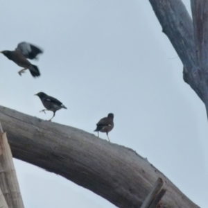 Acridotheres tristis at Queanbeyan West, NSW - 9 Aug 2021