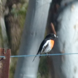 Petroica boodang at Boro, NSW - suppressed