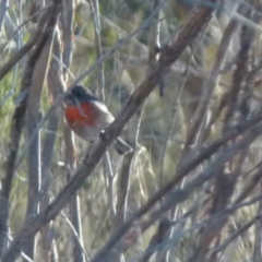 Petroica boodang at Boro, NSW - suppressed