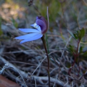 Cyanicula caerulea at Boro, NSW - 12 Aug 2021